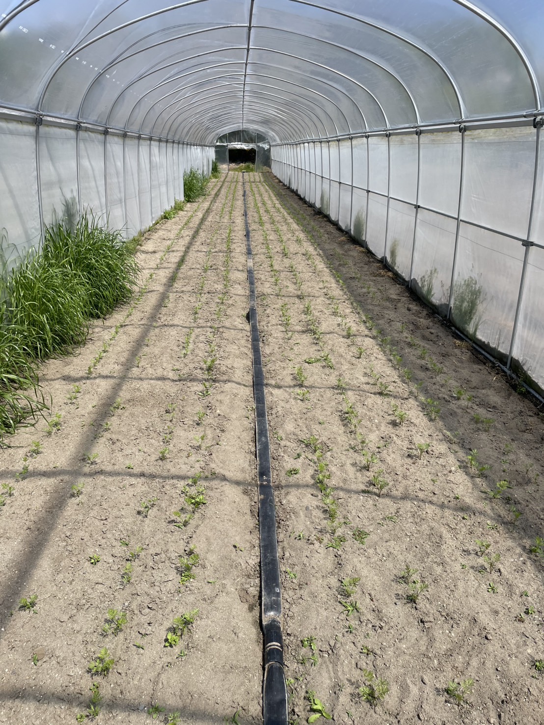 静岡県袋井市カラー人参