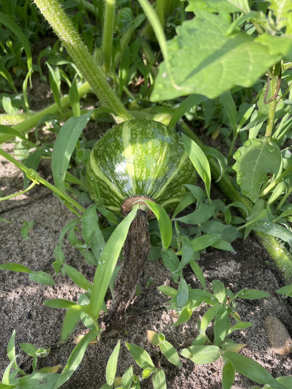 かぼちゃ