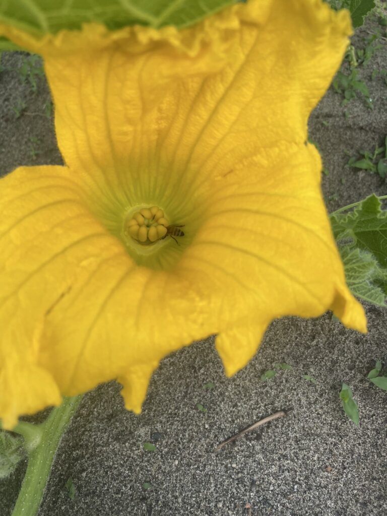 かぼちゃの花