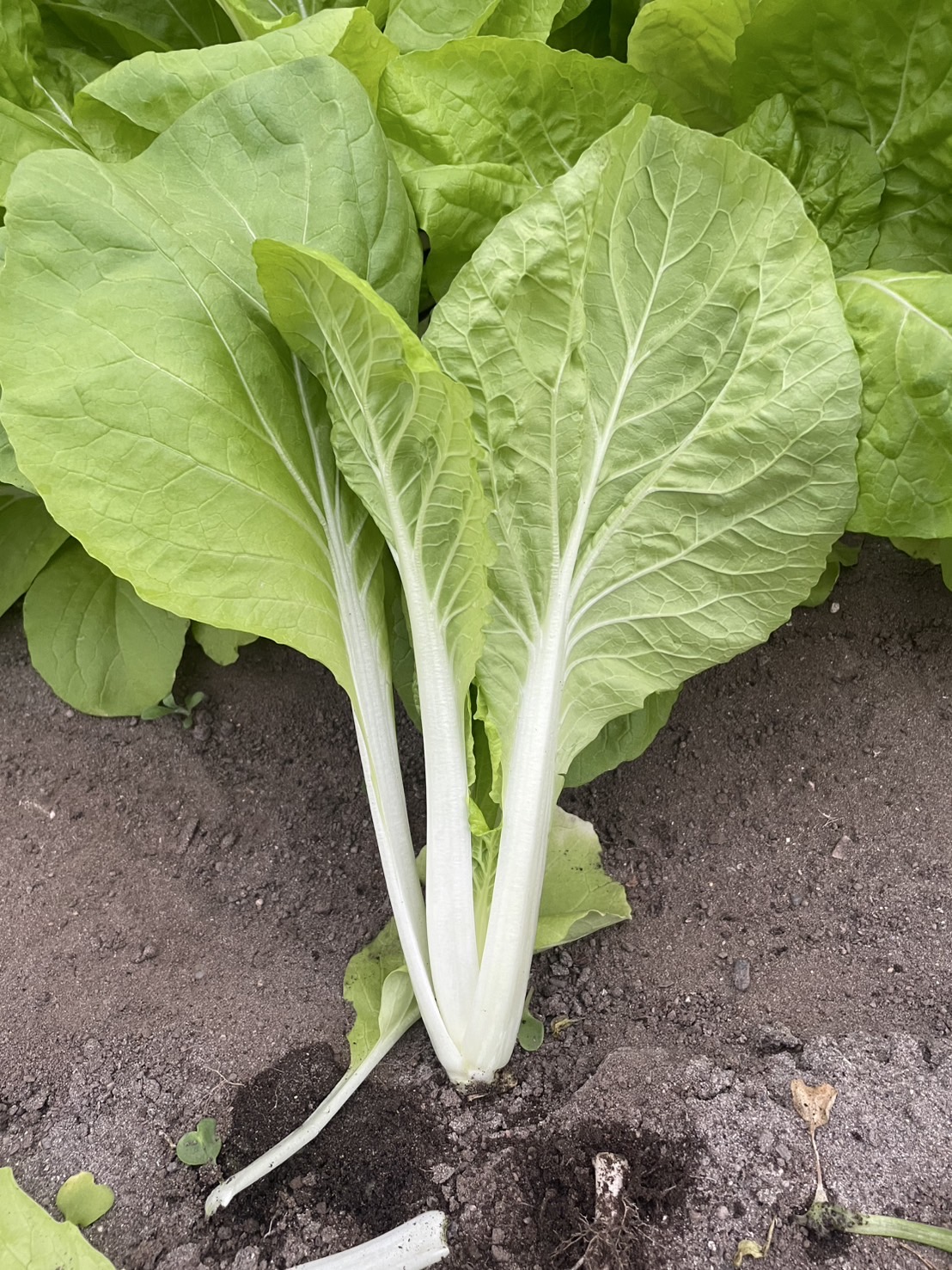 灼熱サラダ菜