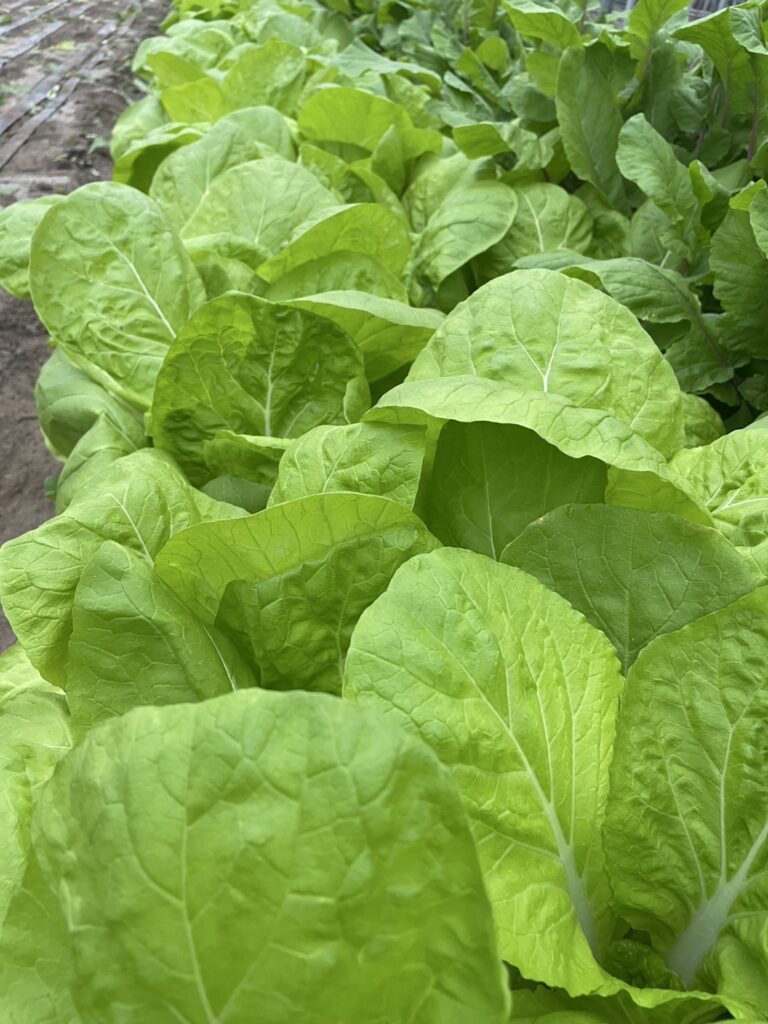 灼熱サラダ菜