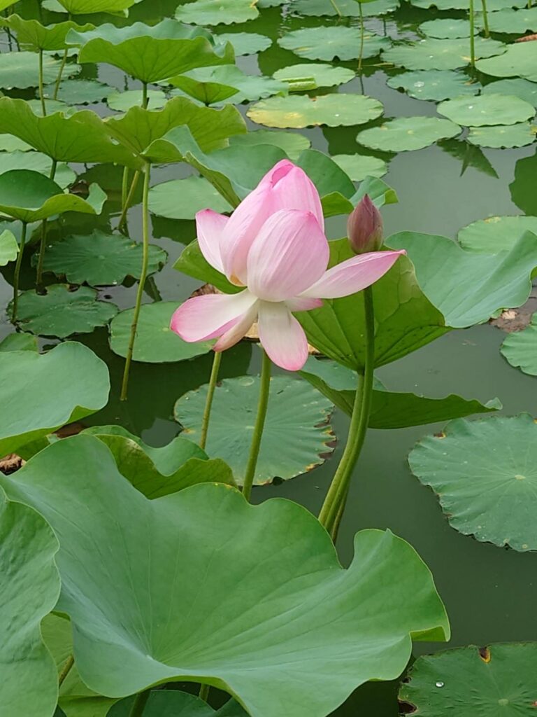 蓮華寺池公園