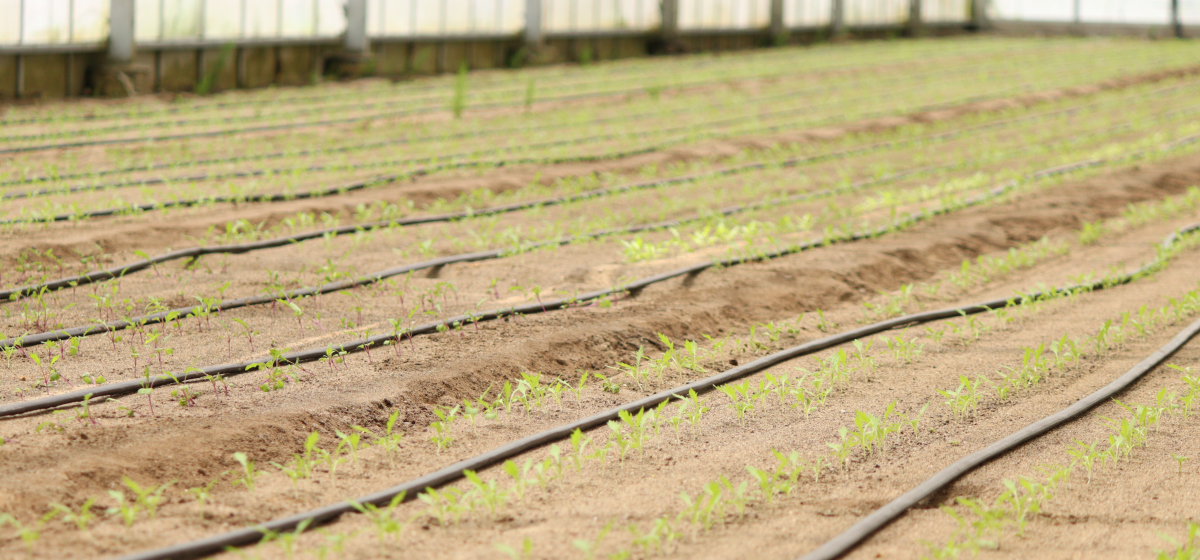 静岡県袋井市grow