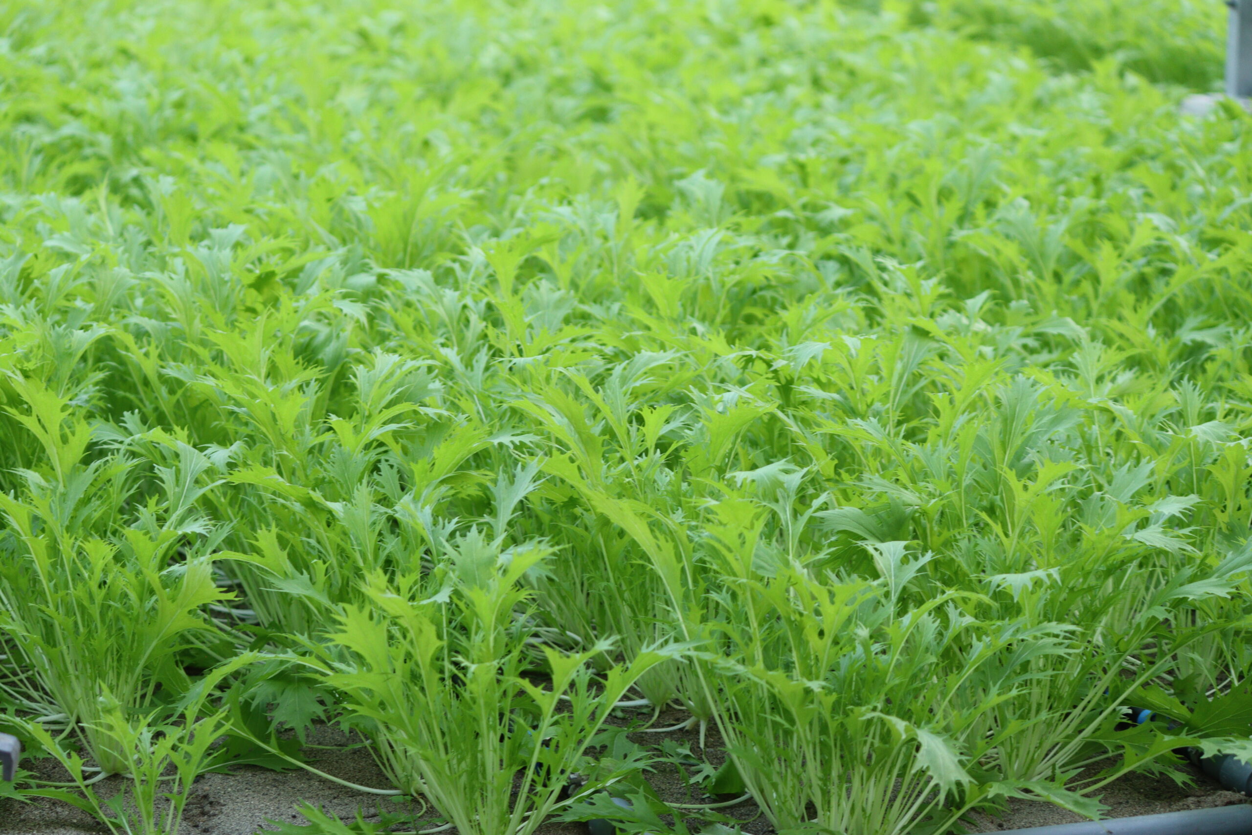 静岡県袋井市grow