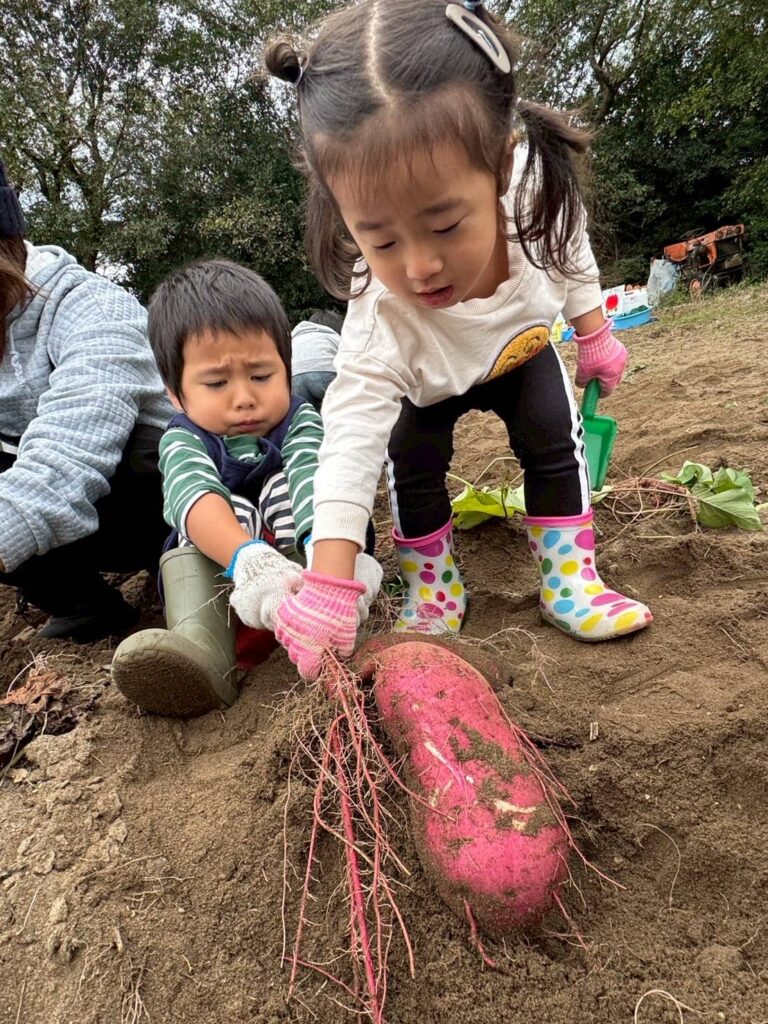 静岡県袋井市さつまいも