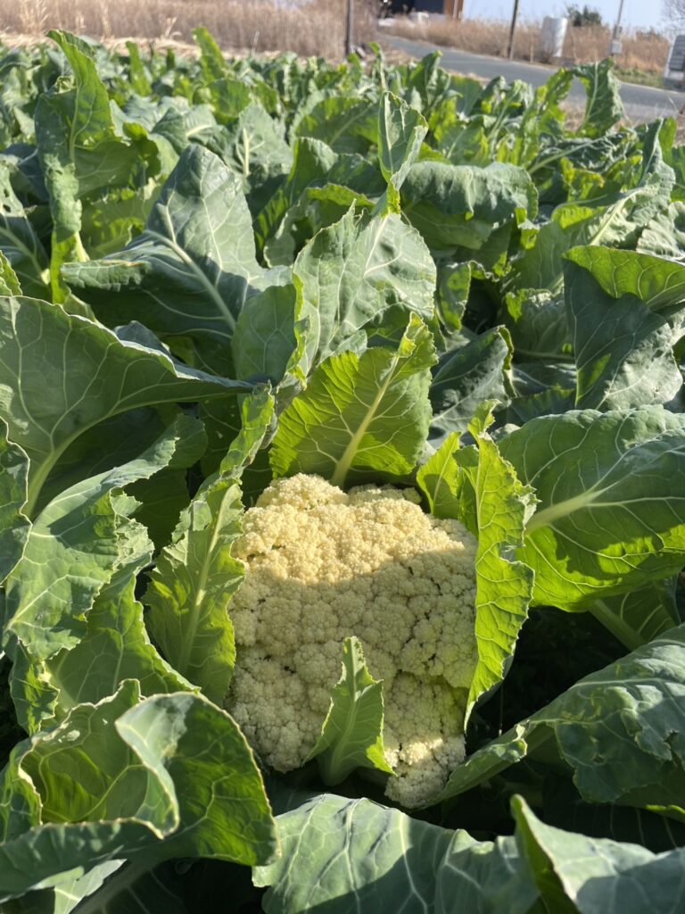 静岡県袋井市の野菜