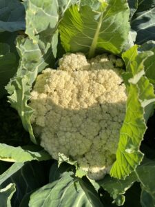 静岡県袋井市カリフローレ