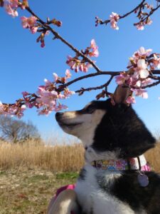 静岡県袋井市石原家