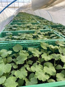 静岡県袋井市南瓜