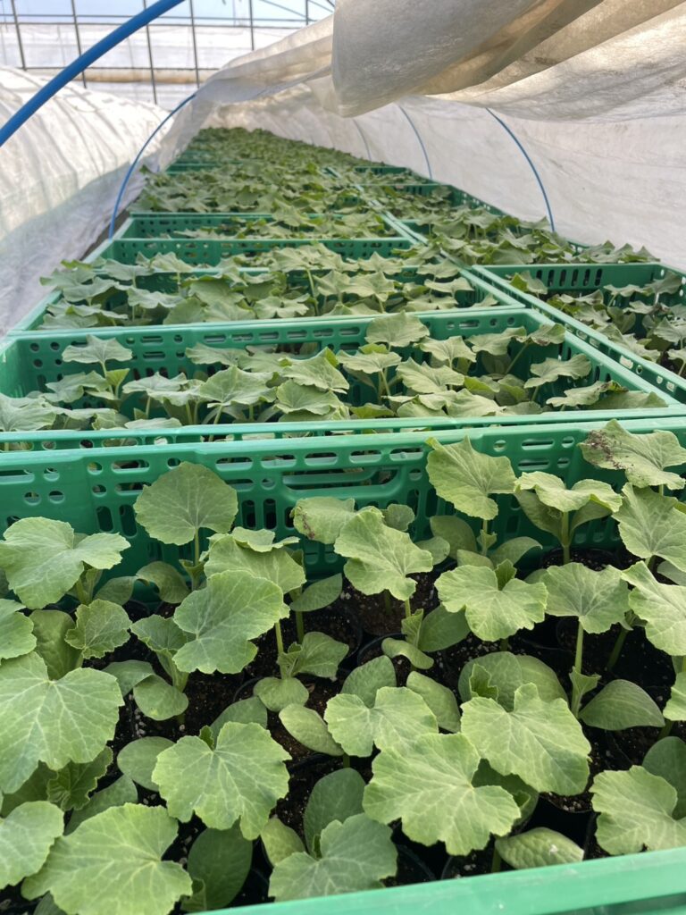 静岡県袋井市南瓜