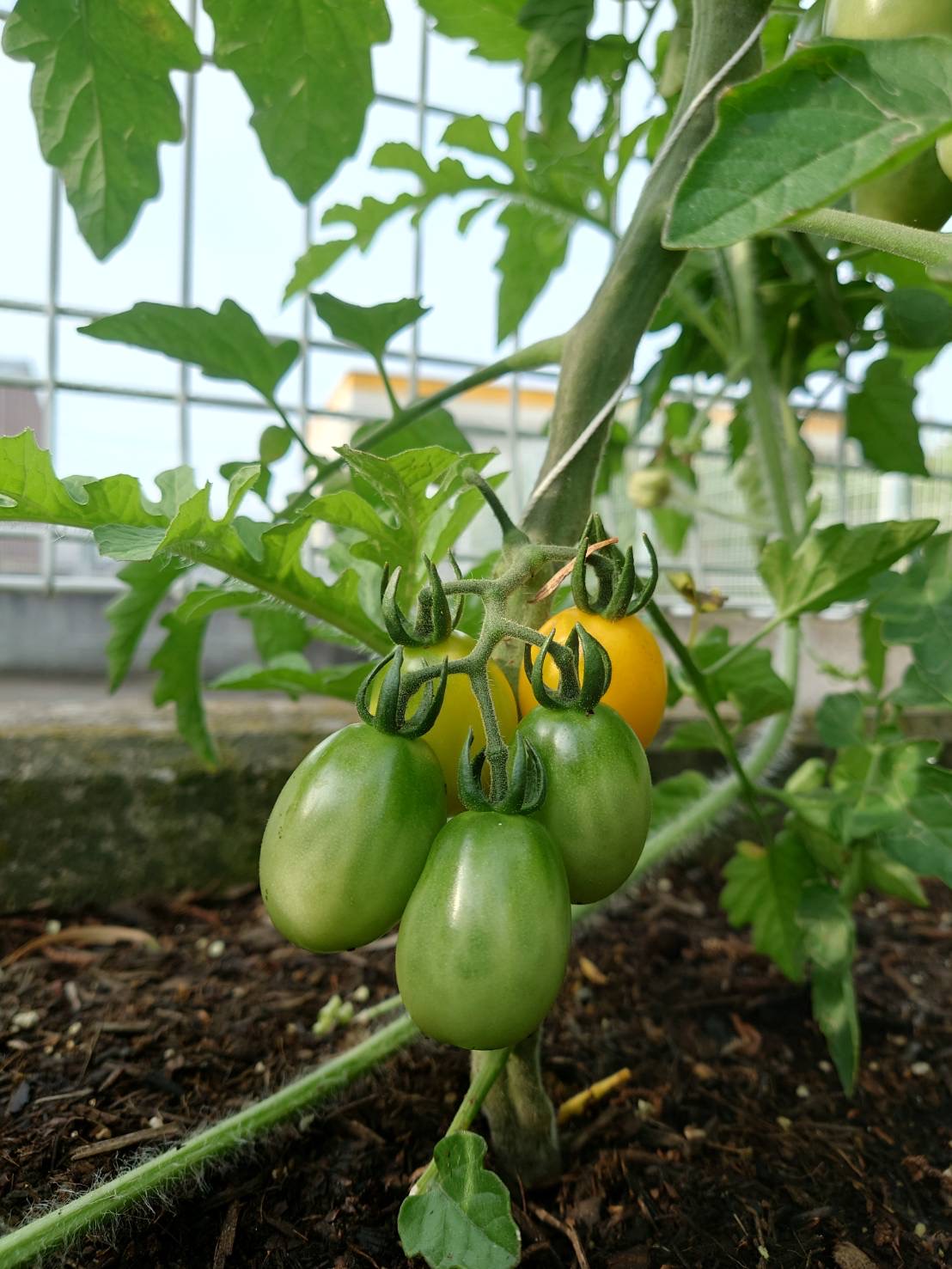 袋井市の野菜