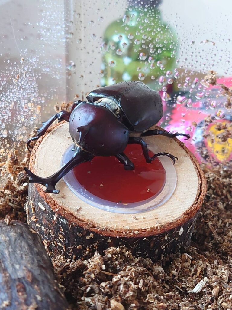 袋井市かぼちゃ畑のカブトムシ